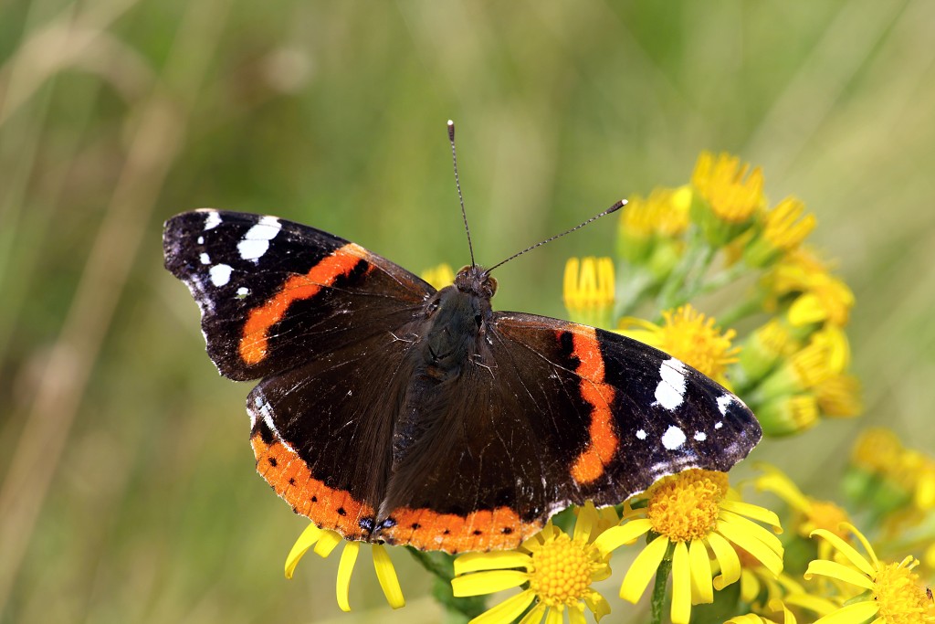 lente zomer herfst winter seizoen seizoenen voorjaar najaar hdr paddenstoelen bladeren mist regen sneeuw strand vakantie